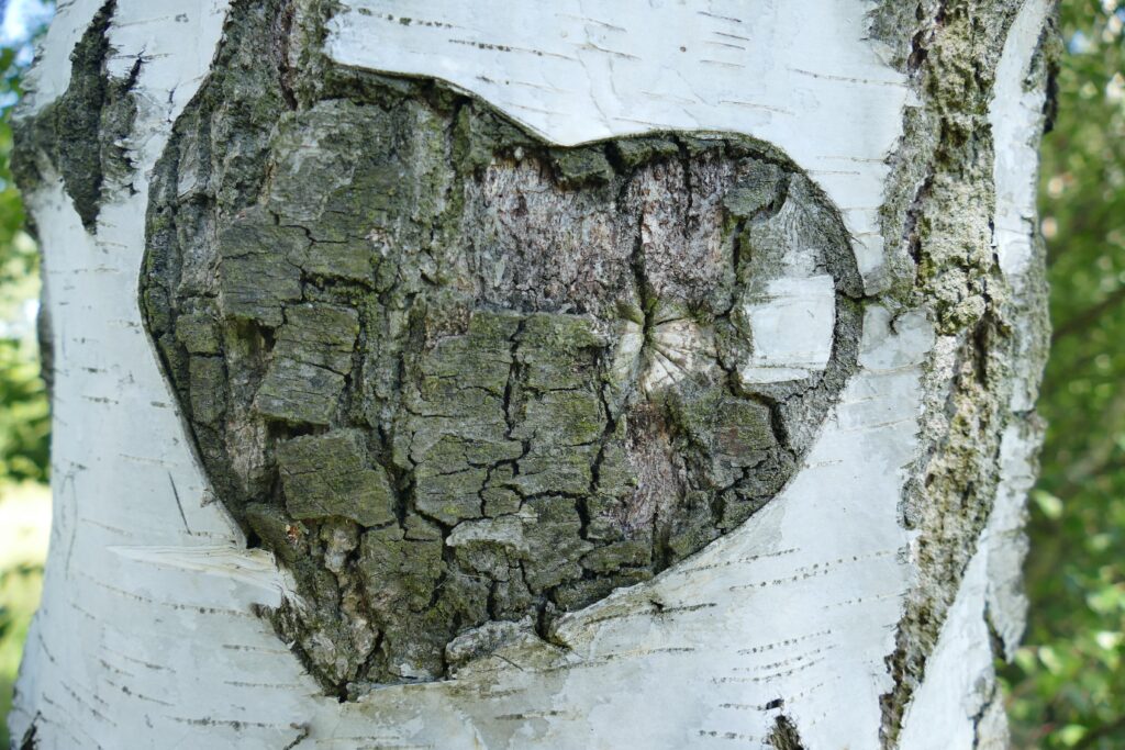 Image by Ralf from Pixabay https://pixabay.com/photos/birch-tree-bark-heart-love-1593725/